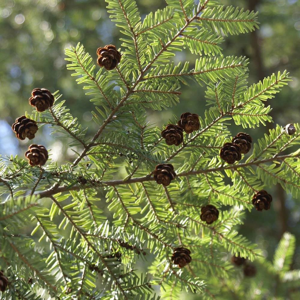 Canadian Hemlock Tree 5 Canadian Hemlock Tree - Image 3