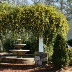 Carolina Jasmine 8 Carolina Jasmine -Brighter Blooms Carolina Jessamine Yellow Jasmine 3 BB