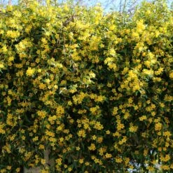 Carolina Jasmine 9 Carolina Jasmine -Brighter Blooms Carolina Jessamine Yellow Jasmine 5 BB