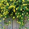 Carolina Jasmine -Brighter Blooms Carolina Jessamine Yellow Jasmine BB 600x600 e8a4dc8b cccb 4633 ae6d 0e0a526b6aaf