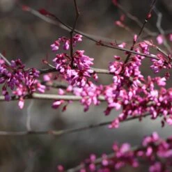 Carolina Sweetheart® Redbud Tree -Brighter Blooms Carolina Sweetheart Redbud 4 BB