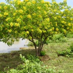 Cassia Tree -Brighter Blooms Cassia Tree 1