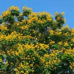 Cassia Tree -Brighter Blooms Cassia Tree 4 BB