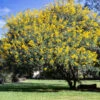 Cassia Tree -Brighter Blooms Cassia Tree BB 600x600 6bc9621f 9480 4854 a717 81b266377512