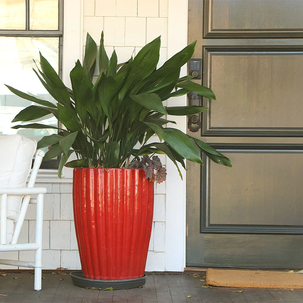 Cast Iron Plant 6 Cast Iron Plant - Image 4