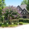Catawba Crape Myrtle Tree -Brighter Blooms Catawba Crape Myrtle BB 600x600 685ddb24 ba1d 44a5 81ec 08cecaf260c6