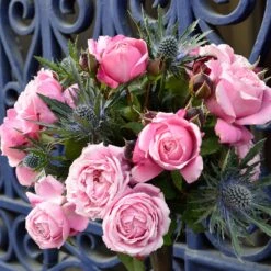 Cathedral Bells Rose 9 Cathedral Bells Rose -Brighter Blooms Cathedral Bells Rose Tree 2