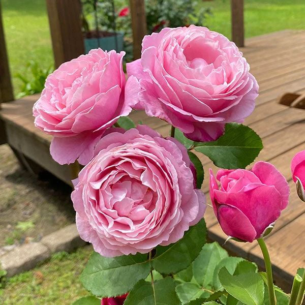 Cathedral Bells Rose 3 Cathedral Bells Rose