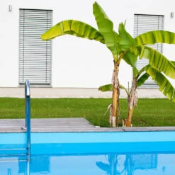 Dwarf Cavendish Banana Tree 14 Dwarf Cavendish Banana Tree -Brighter Blooms Cavendish Banana 1