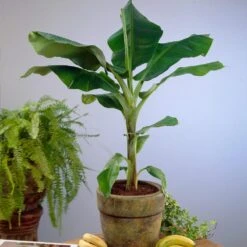 Dwarf Cavendish Banana Tree 13 Dwarf Cavendish Banana Tree -Brighter Blooms Cavendish Banana 4