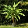 Dwarf Cavendish Banana Tree -Brighter Blooms Cavendish Banana BB 600x600 939152a4 d4bf 4a5e ac33 3c34c81cf01b