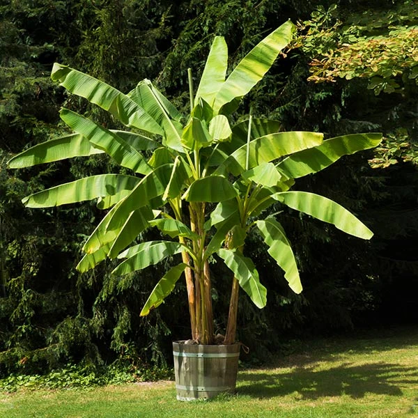 Dwarf Cavendish Banana Tree 3 Dwarf Cavendish Banana Tree