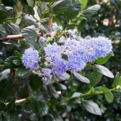 Yankee Point California Lilac -Brighter Blooms Ceanothus Yankee Point 2