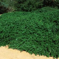Yankee Point California Lilac -Brighter Blooms Ceanothus Yankee Point 5