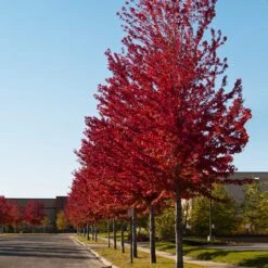 Celebration Maple Tree 9 Celebration Maple Tree -Brighter Blooms Celebration Maple 2 BB