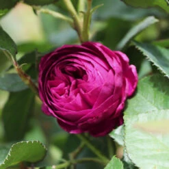 Celestial Night™ Rose Tree 9 Celestial Night™ Rose Tree -Brighter Blooms Celestial Night Rose Tree 1 BB