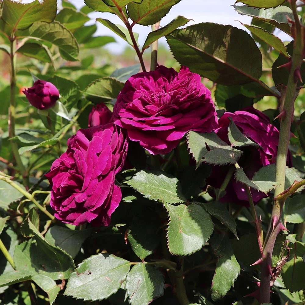 Celestial Night™ Rose Tree 4 Celestial Night™ Rose Tree - Image 2