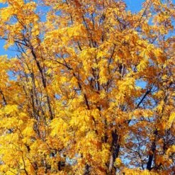Chandler Walnut Tree -Brighter Blooms Chandler Walnut 1