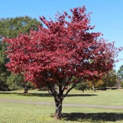 Cherokee Brave Dogwood Tree -Brighter Blooms Cherokee Brave Dogwood 4 BB