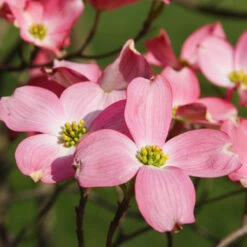 Cherokee Chief Dogwood Tree -Brighter Blooms Cherokee Chief Dogwood 2 BB