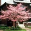 Cherokee Chief Dogwood Tree -Brighter Blooms Cherokee Chief Dogwood BB 600x600 bfcfedfd 383f 40bd ba84 e7006d8a44c3