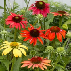 Cheyenne Spirit Echinacea (Coneflower) 9 Cheyenne Spirit Echinacea (Coneflower) -Brighter Blooms Cheyenne SPirit Coneflower 3