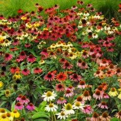Cheyenne Spirit Echinacea (Coneflower)