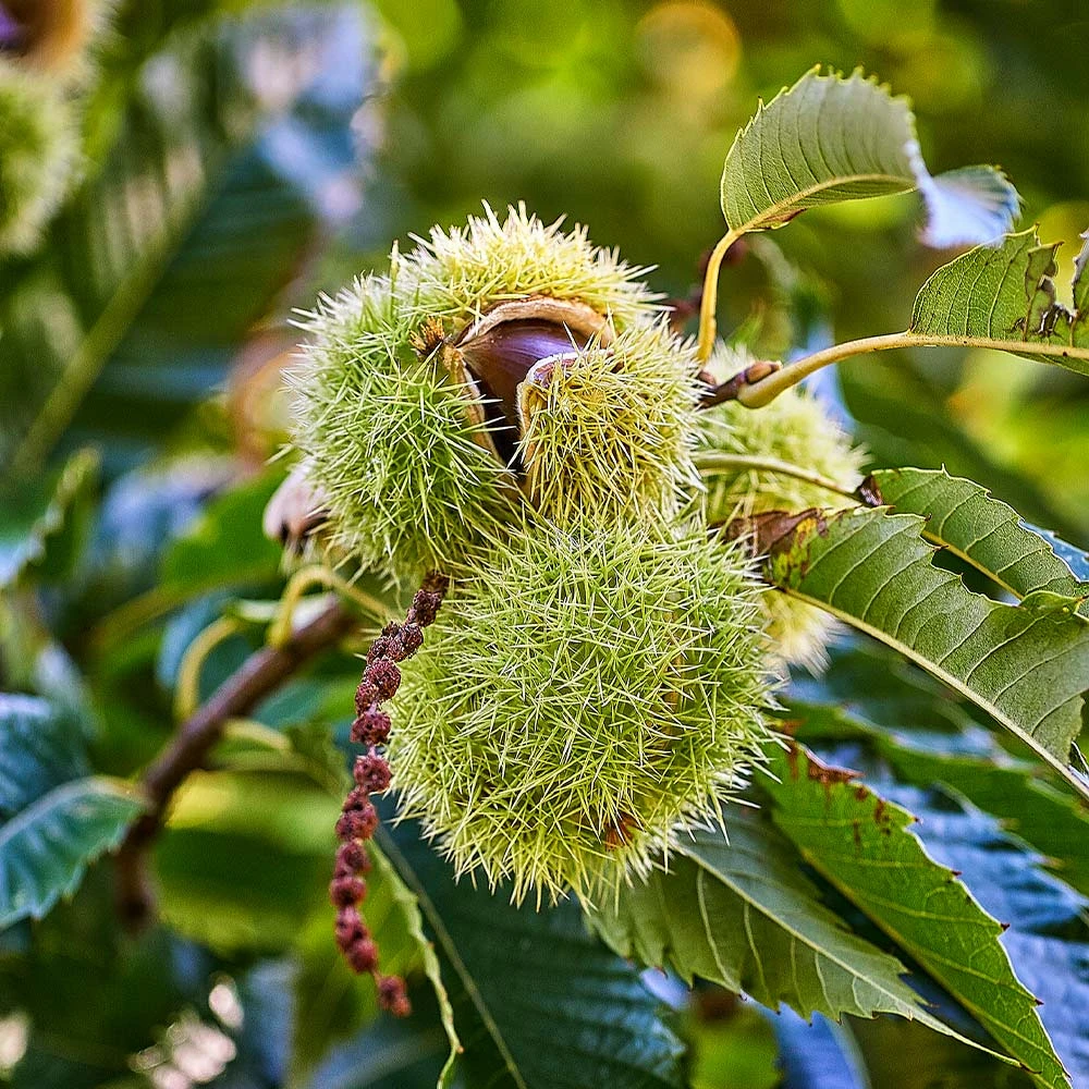 Chinese Chestnut Tree 4 Chinese Chestnut Tree - Image 2