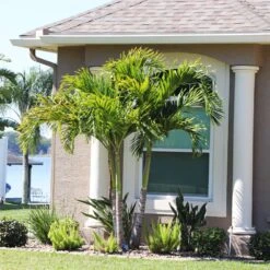 Christmas Palm Tree -Brighter Blooms Christmas Palm 10 BB