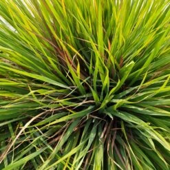 Citronella Grass -Brighter Blooms Citronella GRass 2 BB