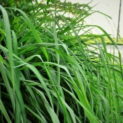 Citronella Grass -Brighter Blooms Citronella GRass 5