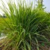Citronella Grass 1 Citronella Grass -Brighter Blooms Citronella GRass BB 600x600 4f796804 3b7d 44fc ab62 e47d769bb570