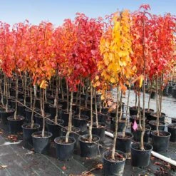 Cleveland Pear Tree -Brighter Blooms Cleveland Pear 10 BB