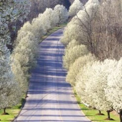 Cleveland Pear Tree -Brighter Blooms Cleveland Pear 11 BB