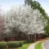 Cleveland Pear Tree -Brighter Blooms Cleveland Pear 600x600 BB