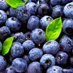 Climax Blueberry Bush 12 Climax Blueberry Bush -Brighter Blooms Climax Blueberry 5 BB