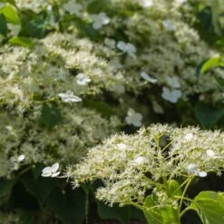 Climbing Hydrangea -Brighter Blooms Climbing Hydrangea 2
