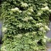 Climbing Hydrangea -Brighter Blooms Climbing Hydrangea BB 600x600 258c7de5 2d4e 4329 b6b5 c2d8556cacd2