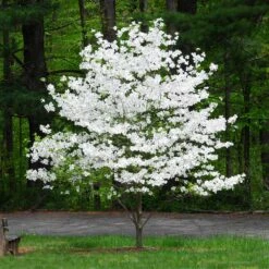 Cloud 9 Dogwood Tree -Brighter Blooms Cloud 9 Dogwood 1 BB