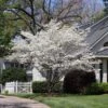 Cloud 9 Dogwood Tree -Brighter Blooms Cloud 9 Dogwood BB 600x600 ac6a1230 fd95 4303 bdcf b8b763138097