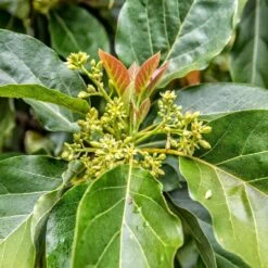 Cold Hardy Avocado Tree -Brighter Blooms Cold Hardy Avocado 4