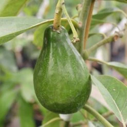 Cold Hardy Avocado Tree -Brighter Blooms Cold Hardy Avocado 4 BB