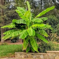 Cold Hardy Banana Tree -Brighter Blooms Cold Hardy Banana Tree 6