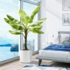 Cold Hardy Banana Tree -Brighter Blooms Cold Hardy Banana Tree BB 600x600 b2a55a1b fdee 4506 baf9 9ff98793d41d