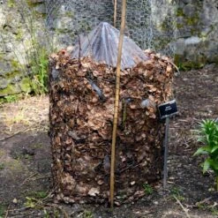 Cold Hardy Banana Tree -Brighter Blooms Cold Hardy Banana Tree FGT 3