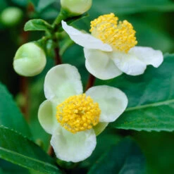 Cold Hardy Tea Plant -Brighter Blooms Cold Hardy Tea 6 BB