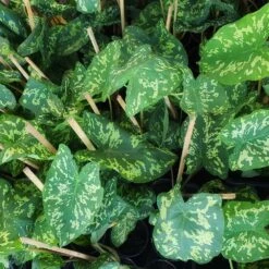 Colocasia 'Hilo Beauty' 9 Colocasia 'Hilo Beauty' -Brighter Blooms Colocasia Hilo beauty 2