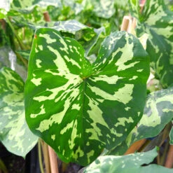 Colocasia 'Hilo Beauty' 8 Colocasia 'Hilo Beauty' -Brighter Blooms Colocasia Hilo beauty 3