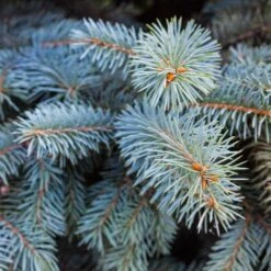 Colorado Blue Spruce Tree -Brighter Blooms Colorado BLue Spruce 2 BB