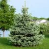 Colorado Blue Spruce Tree -Brighter Blooms Colorado BLue Spruce 600x600 BB